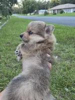 Merle boy not papered, a male Pomeranian for sale in Inverness, FL – 5 of 6