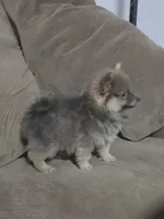 Tri color boy not papered, a male Pomeranian for sale in Inverness, FL – 4 of 4