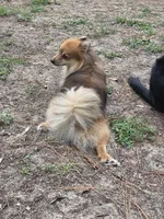 Milkshake, a male Pomeranian for sale in Inverness, FL – 3 of 4