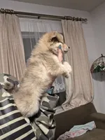 Merle boy not papered, a male Pomeranian for sale in Inverness, FL – 3 of 6
