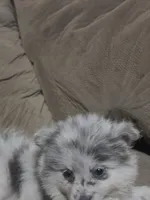 Merle girl not papered, a male Pomeranian for sale in Inverness, FL – 2 of 5