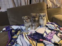 Boy pomeranian , a male Pomeranian for sale in Inverness, FL – 6 of 10