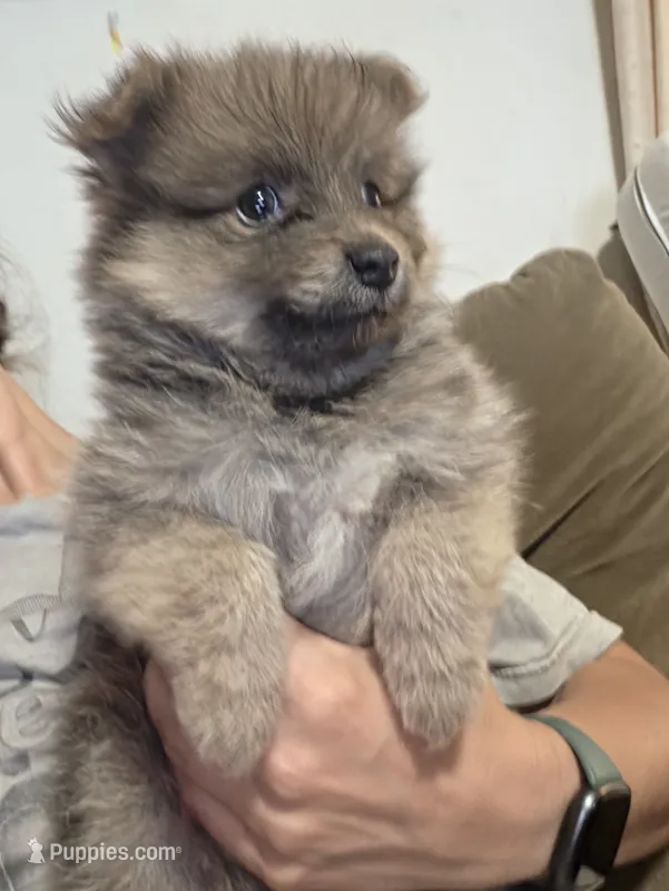 Tri color boy not papered – Pomeranian puppy for sale in Inverness, FL