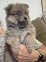 Tri color boy not papered, a male Pomeranian for sale in Inverness, FL – 1 of 4