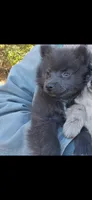 Blue girl, a female Pomeranian for sale in Inverness, FL – Photo 1 of 10