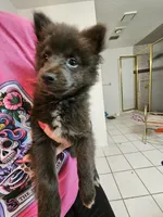 Blue girl, a female Pomeranian for sale in Inverness, FL – Photo 3 of 10