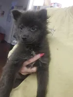 Blue girl, a female Pomeranian for sale in Inverness, FL – Photo 2 of 10