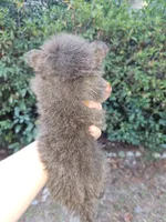 Blue girl, a female Pomeranian for sale in Inverness, FL – Photo 7 of 10