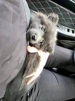 Blue girl, a female Pomeranian for sale in Inverness, FL – Photo 6 of 10