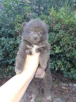 Blue girl, a female Pomeranian for sale in Inverness, FL – Photo 10 of 10