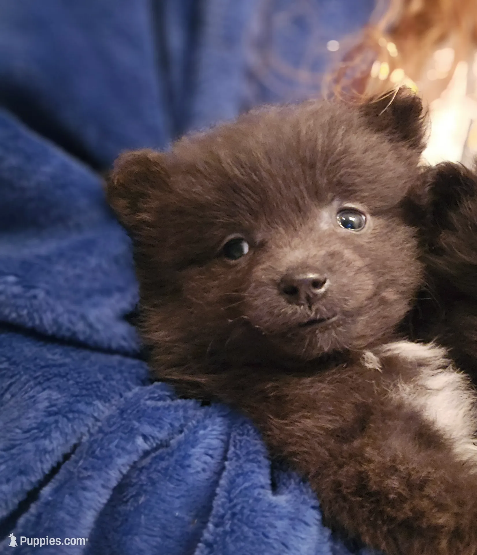 Blue girl, a female Pomeranian for sale in Inverness, FL – Photo 4 of 10