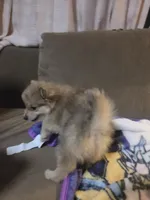 Boy pomeranian , a male Pomeranian for sale in Inverness, FL – 8 of 10