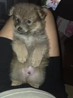 Tri color boy not papered, a male Pomeranian for sale in Inverness, FL – 2 of 4