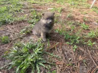 Tri color boy not papered, a male Pomeranian for sale in Inverness, FL – 3 of 4