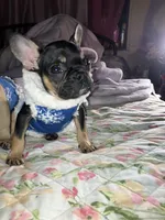 Ninja, a male French Bulldog for sale in New York, NY – Photo 6 of 9