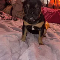 Ninja, a male French Bulldog for sale in New York, NY – Photo 6 of 9