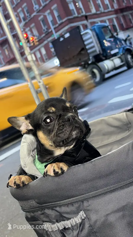 Ninja – French Bulldog puppy for sale in New York, NY