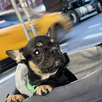 Ninja, a male French Bulldog for sale in New York, NY – Photo 1 of 9