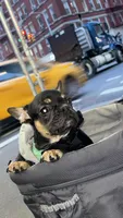 Ninja, a male French Bulldog for sale in New York, NY – Photo 2 of 9