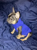 Ninja, a male French Bulldog for sale in New York, NY – Photo 9 of 9