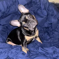 Ninja, a male French Bulldog for sale in New York, NY – Photo 2 of 9