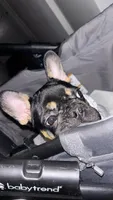 Ninja, a male French Bulldog for sale in New York, NY – Photo 8 of 9