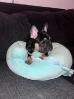 Ninja, a male French Bulldog for sale in New York, NY – Photo 3 of 9