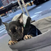 Ninja, a male French Bulldog for sale in New York, NY – Photo 5 of 9