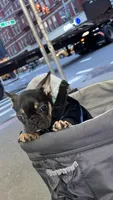 Ninja, a male French Bulldog for sale in New York, NY – Photo 1 of 9
