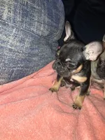 Ninja, a male French Bulldog for sale in New York, NY – Photo 7 of 9