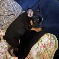 Ninja, a male French Bulldog for sale in New York, NY – Photo 4 of 9