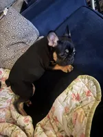 Ninja, a male French Bulldog for sale in New York, NY – Photo 3 of 9