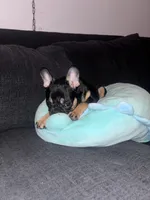 Ninja, a male French Bulldog for sale in New York, NY – Photo 7 of 9