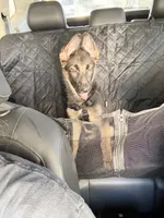 Mika, a female German Shepherd Dog for sale in Tempe, AZ – 3 of 7