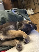 Mika, a female German Shepherd Dog for sale in Tempe, AZ – 5 of 7