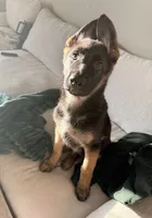 Mika, a female German Shepherd Dog for sale in Tempe, AZ – 2 of 7