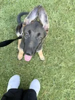 Mika, a female German Shepherd Dog for sale in Tempe, AZ – 6 of 7