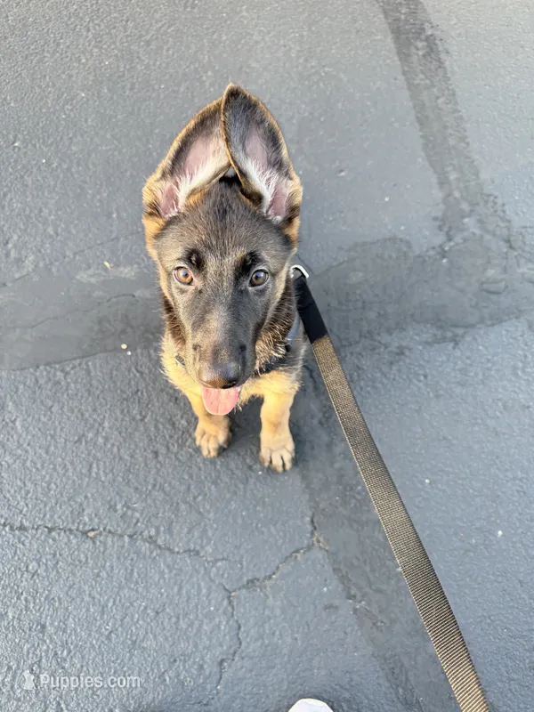 Mika – German Shepherd Dog puppy for sale in Tempe, AZ