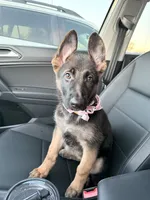 Mika, a female German Shepherd Dog for sale in Tempe, AZ – 4 of 7