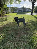 Draco, a male Chinese Shar-Pei for sale in West Palm Beach, FL – 2 of 2