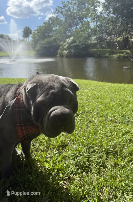 Draco – Chinese Shar-Pei puppy for sale in West Palm Beach, FL