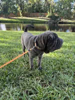 Nova, a female Chinese Shar-Pei for sale in West Palm Beach, FL – 2 of 2