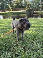 Nova, a female Chinese Shar-Pei for sale in West Palm Beach, FL – 1 of 2