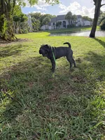 Draco, a male Chinese Shar-Pei for sale in West Palm Beach, FL – 1 of 2