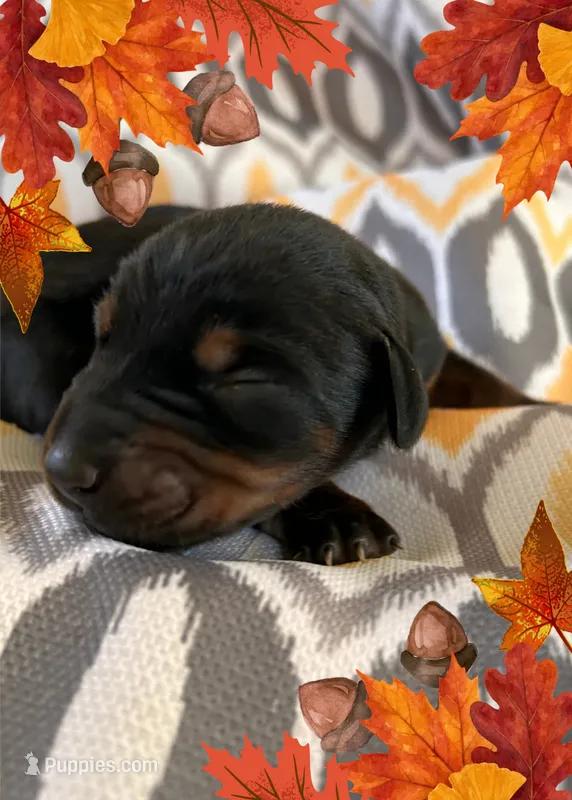Boy 4  – Doberman Pinscher puppy on hold in Neshkoro, WI