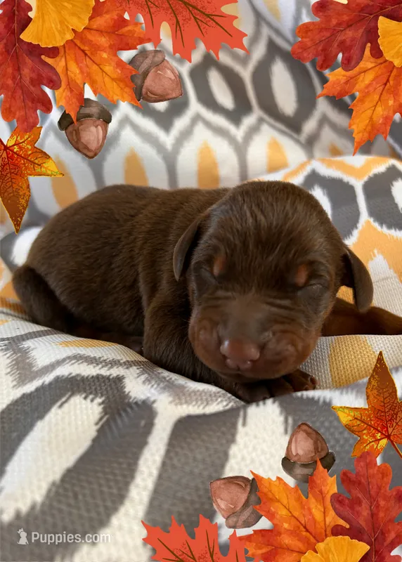 Boy 3  – Doberman Pinscher puppy on hold in Neshkoro, WI