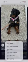 Zelda’s Litter , a  Doberman Pinscher for sale in Neshkoro, WI – 6 of 6