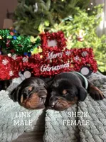 Zelda’s Litter , a  Doberman Pinscher for sale in Neshkoro, WI – 3 of 6