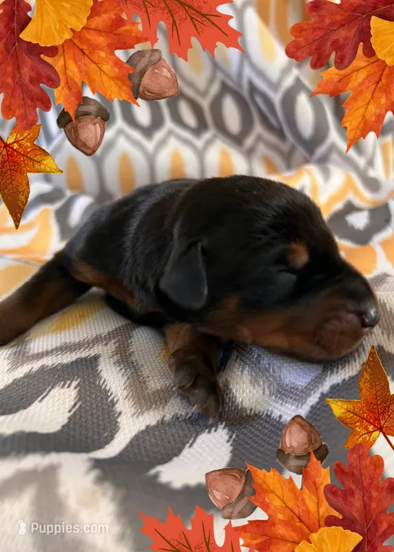 Girl 3  – Doberman Pinscher puppy for sale in Neshkoro, WI