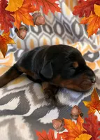 Girl 3 , a female Doberman Pinscher for sale in Neshkoro, WI – 1 of 1